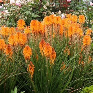 Trytoma (Kniphofia) Poco Orange 2