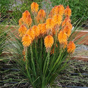Trytoma (Kniphofia) Poco Orange 3