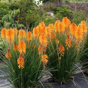 Trytoma (Kniphofia) Poco Orange 4