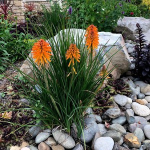 Trytoma (Kniphofia) Poco Orange 5