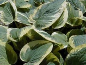Funkia (Hosta) Knockout sadzonka zdjęcie 1