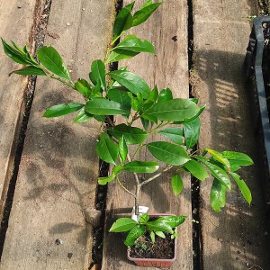 Laurowiśnia wschodnia (Prunus laurocerasus) Polster p11 30-40 cm