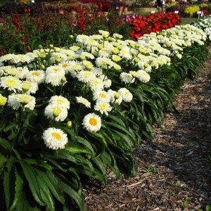 Jastrun (Leucanthemum) Macaroon zdjęcie 4