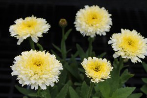 Jastrun (Leucanthemum) Macaroon zdjęcie 3