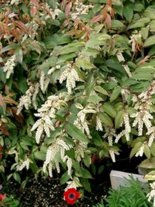 Kiścień Waltera, kiścień wawrzynowy (Leucothoe walteri) Rainbow zdjęcie 5