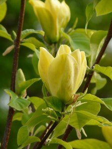 Magnolia Butterflies c3 zdjęcie 4