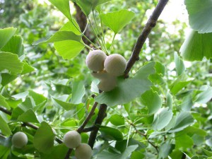 Miłorząb japoński (Ginkgo biloba) c3 zdjęcie 1