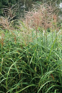 Miskant chiński (Miscanthus sinensis) Punktchen zdjęcie 4