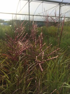 Miskant chiński (Miscanthus sinensis) Punktchen zdjęcie 2