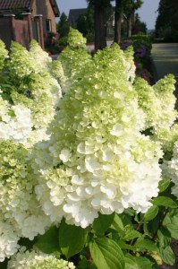 Hortensja bukietowa (Hydrangea) Moonlight na pniu c3 zdjęcie 3