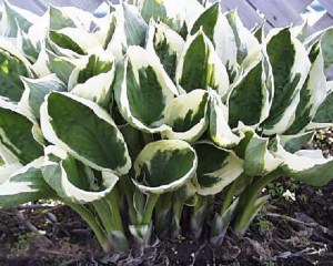 Funkia (Hosta) Patriot zdjęcie 1