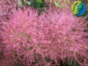 Perukowiec (Cotinus cogg.) Smokey Joe zdjęcie 1