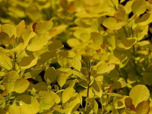 Perukowiec podolski (Cotinus coggygria) Golden Spirit zdjęcie 1