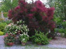 Perukowiec podolski (Cotinus coggygria) Royal Purple c1 zdjęcie 1