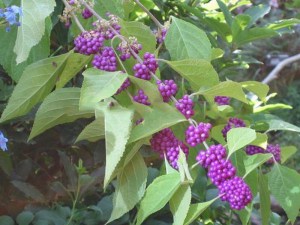 Pięknotka Bodiniera (Callicarpa) Profussion c1 zdjęcie 1