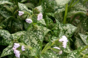 Miodunka (Pulmonaria) Moonshine zdjęcie 3