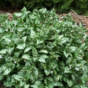 Miodunka (Pulmonaria) Moonshine zdjęcie 1
