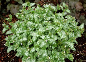 Miodunka (Pulmonaria) Moonshine zdjęcie 4