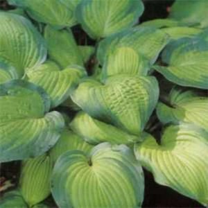Funkia (Hosta) September Sun zdjecie 1