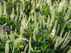 Orszelina olcholistna (Clethra alnifolia) Sixteen Candles zdjęcie sadzonki