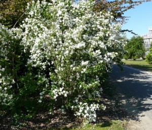Jaśminowiec (Philadelphus) Bouquet Blanc c2 zdjęcie 3