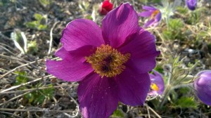 Sasanka (Pulsatilla) fioletowa sadzonka zdjęcie 7
