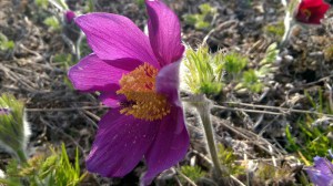 Sasanka (Pulsatilla) fioletowa sadzonka zdjęcie 8