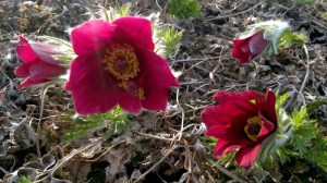 Sasanka (Pulsatilla) czerwona sadzonka zdjęcie 6
