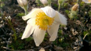 Sasanka (Pulsatilla) biała sadzonka zdjęcie 8