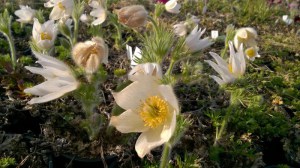 Sasanka (Pulsatilla) biała sadzonka zdjęcie 9
