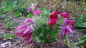 Sasanka (Pulsatilla) czerwona sadzonka zdjęcie 8
