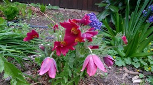 Sasanka (Pulsatilla) czerwona sadzonka zdjęcie 9