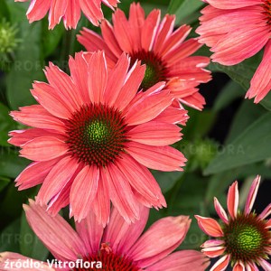 Jeżówka purpurowa (Echinacea) Sunmagic Vintage Watermelon