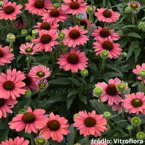 'Jeżówka purpurowa (Echinacea) Sunmagic Vintage Watermelon - sadzonki' Jeżówka purpurowa (Echinacea) Sunmagic Vintage Watermelon - sadzonki