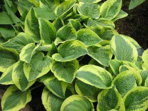 Funkia (Hosta) Wide Brim sadzonka zdjęcie 1