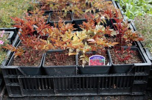 Tawułka japońska (Astilbe japonica) Red Sentinel c2 zdjęcie sadzonki 1