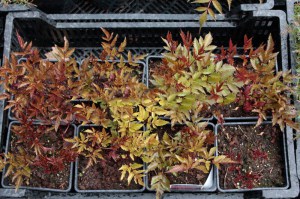 Tawułka japońska (Astilbe japonica) Red Sentinel c2 zdjęcie sadzonki 2
