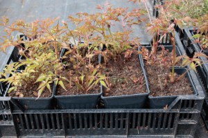 Tawułka japońska (Astilbe japonica) Deutschland c2 zdjęcie sadzonki 1