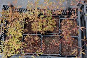 Tawułka japońska (Astilbe japonica) Deutschland c2 zdjęcie sadzonki 2