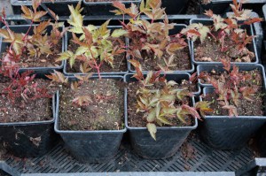 Tawułka pojedynczolistna (Astilbe simplicifolia) Aphrodite c2 zdjęcie sadzonki 1