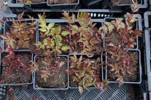 Tawułka pojedynczolistna (Astilbe simplicifolia) Aphrodite c2 zdjęcie sadzonki 2