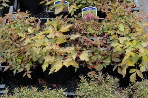 Tawułka chińska (Astilbe chinensis) Veronica Klose c2 zdjęcie sadzonki 1