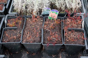 Tawułka japońska (Astilbe japonica) Bonn c2 zdjęcie sadzonki 1