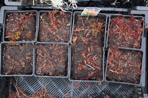 Tawułka japońska (Astilbe japonica) Bonn c2 zdjęcie sadzonki 2