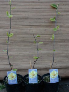 Magnolia Honey Tulip c5 zdjęcie drzewek
