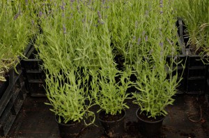 Lawenda sadzonka | odmiana Dark Hidcote Blue zdjęcie sadzonki