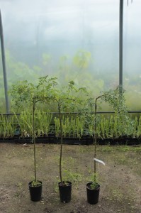 Karagana syberyjska (Caragana arborescens) Pendula na pniu c2 zdjęcie sadzonki