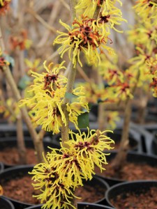 Oczar  złotożółty (Hamamelis) Westerstede c4 zdjęcie 3