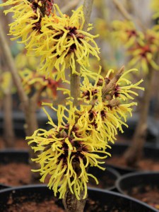Oczar  złotożółty (Hamamelis) Westerstede c2 zdjęcie 2