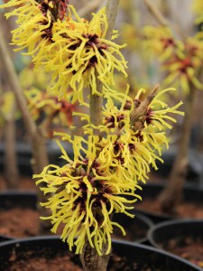 Oczar  złotożółty (Hamamelis) Westerstede c4 zdjęcie 4